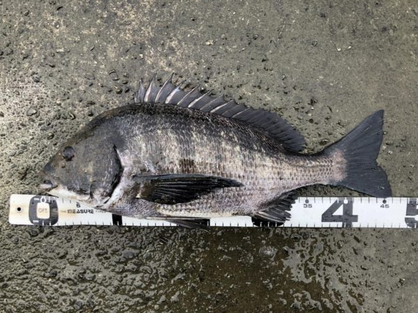 イチノ兄弟、釣果!