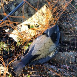 グレ爆釣 35から25cm10匹
