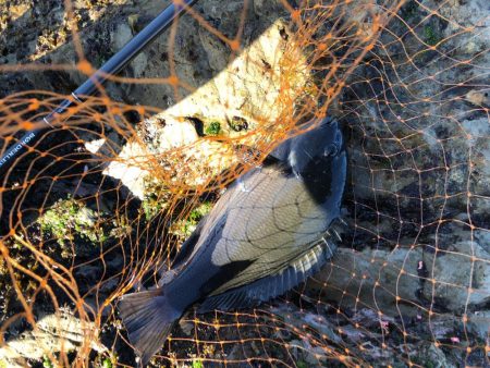 グレ爆釣 35から25cm10匹