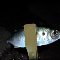 久々のアジング