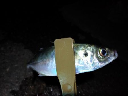 久々のアジング