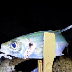 久しぶりの尺アジ