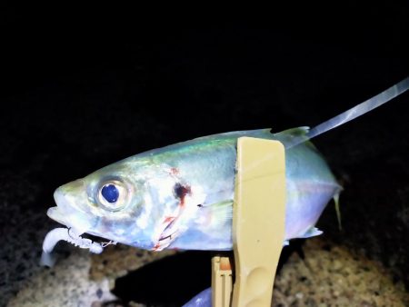 久しぶりの尺アジ