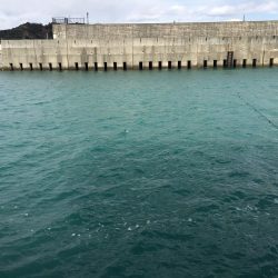 マハタ 芳養内堤防