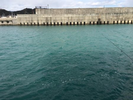 マハタ 芳養内堤防