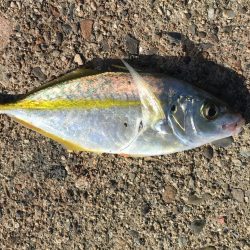 アジ61匹、アイゴ18匹、シマアジ1匹