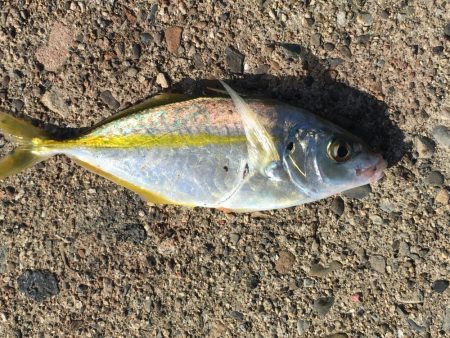 アジ61匹、アイゴ18匹、シマアジ1匹