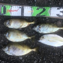 アジ爆釣り160匹、シマアジ3匹、アイゴ4匹、メッキ1匹