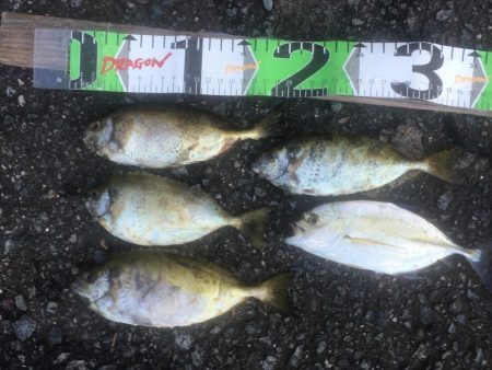 アジ爆釣り160匹、シマアジ3匹、アイゴ4匹、メッキ1匹