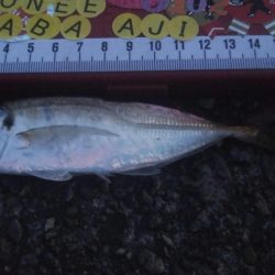 釣りデビュー 39日目