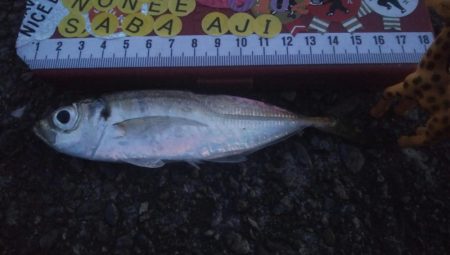 釣りデビュー 39日目