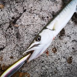 今年の初物釣れました