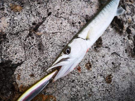 今年の初物釣れました