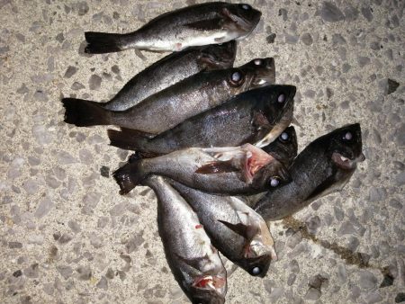 アジがメバルへ