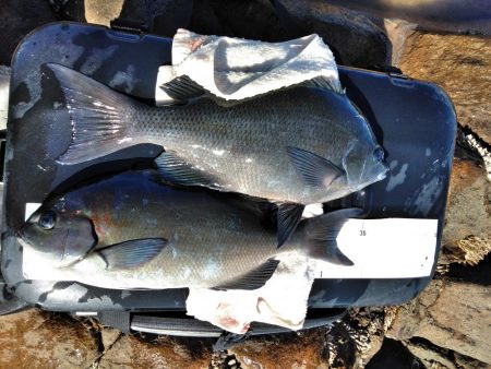 フカセ‥尾長グレ