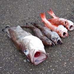 康仁丸・ジギング釣り果