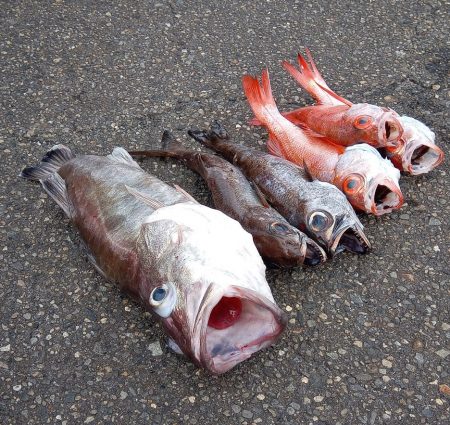 康仁丸・ジギング釣り果