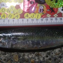 釣りデビュー　41日目