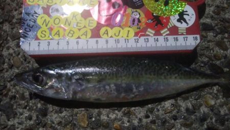 釣りデビュー　41日目