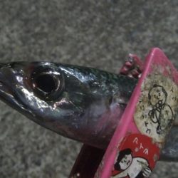 釣りデビュー　42日目