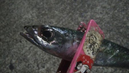 釣りデビュー　42日目