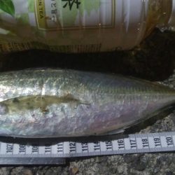 釣りデビュー　43日目