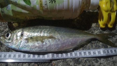 釣りデビュー　43日目