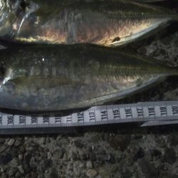 釣りデビュー 44日目