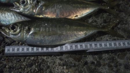 釣りデビュー 44日目