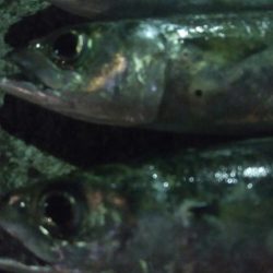 釣りデビュー 46日目