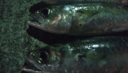 釣りデビュー 46日目