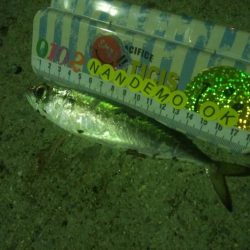 釣りデビュー　47日目