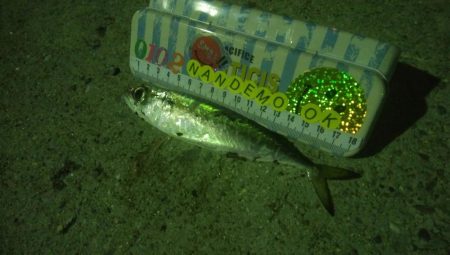 釣りデビュー　47日目