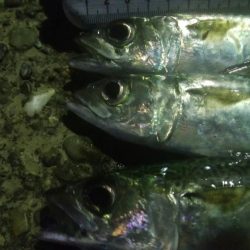 釣りデビュー　48日目