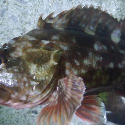 釣りデビュー　49日目