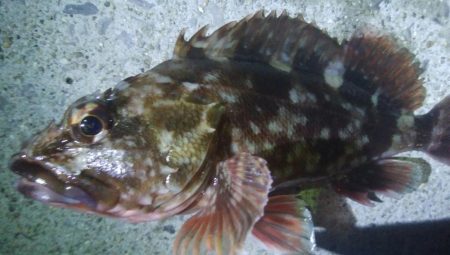 釣りデビュー　49日目