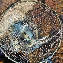 アオリイカ一杯・・・