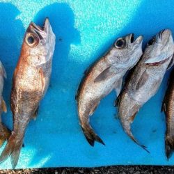 康仁丸・中深海・釣り果