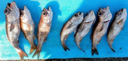 康仁丸・中深海・釣り果