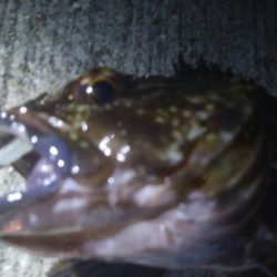 釣りデビュー　52日目