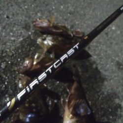 釣りデビュー　53日目