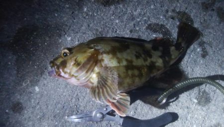 釣りデビュー　55日目