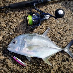 日中でも釣れました