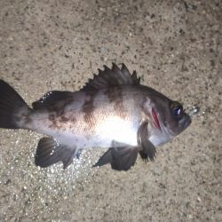 雨のメバリング釣行