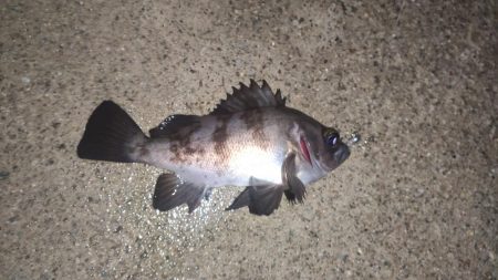 雨のメバリング釣行