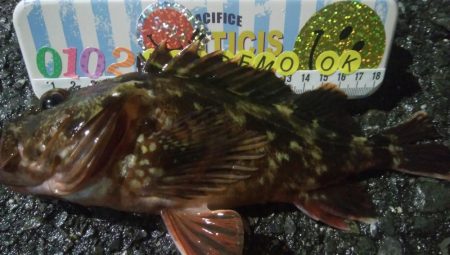 釣りデビュー　58日目