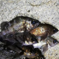 メバルで夜遊び