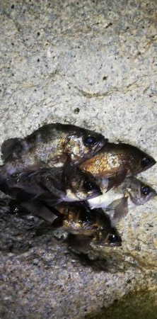 メバルで夜遊び