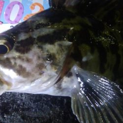 釣りデビュー　59日目