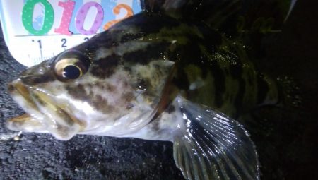 釣りデビュー　59日目